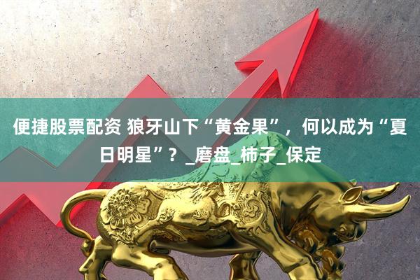 便捷股票配资 狼牙山下“黄金果”，何以成为“夏日明星”？_磨盘_柿子_保定